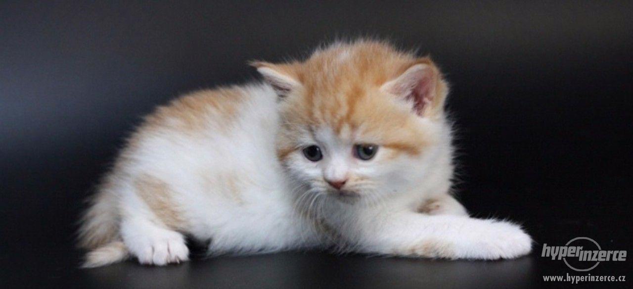Britská koťátka - foto 3