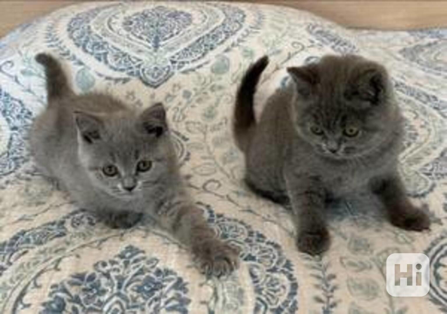 Britská krátkosrstá koťata k dispozici - foto 1