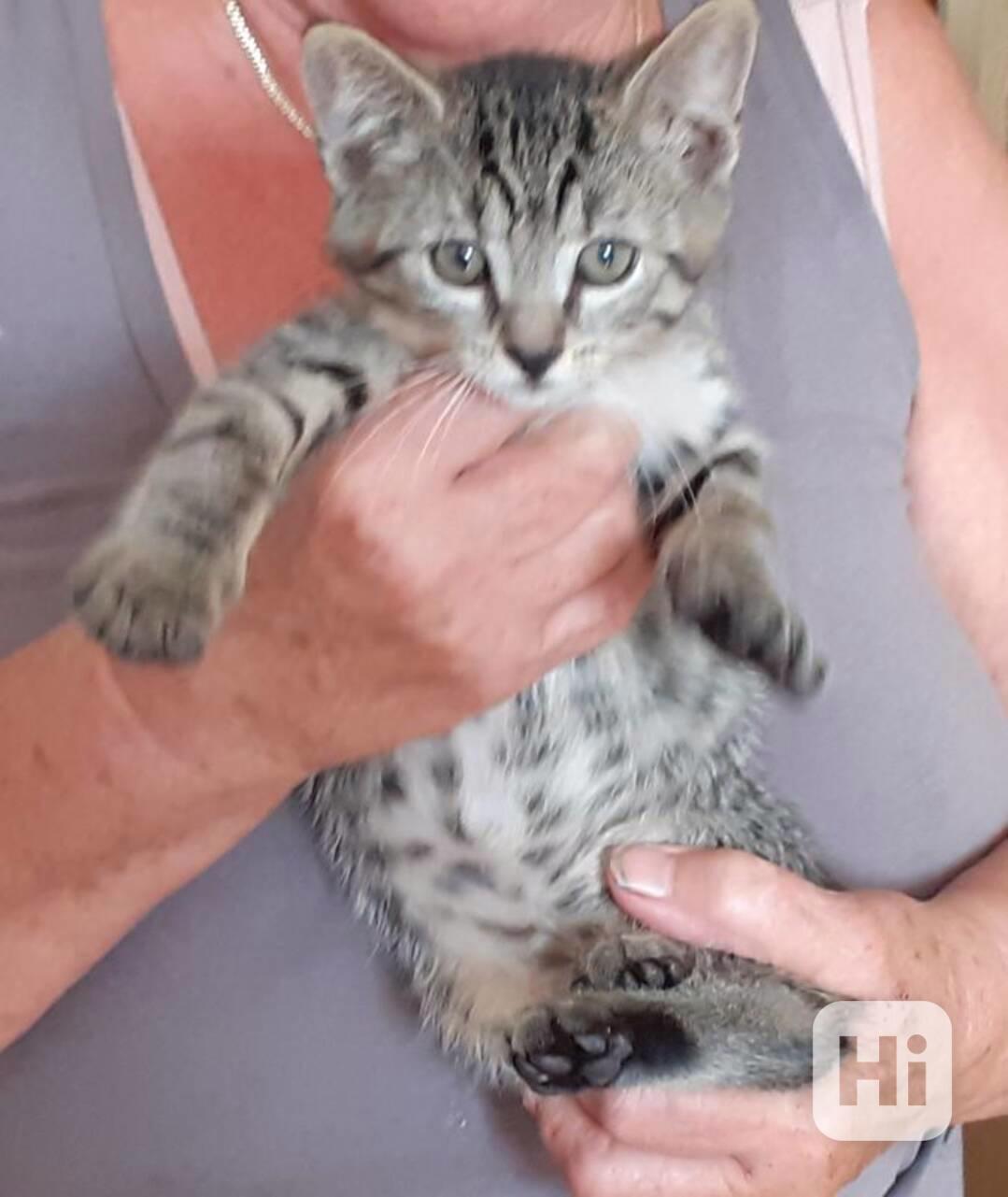 Mourovaný 2,5měsíční Pumy byl nalezený jako malinké - foto 1