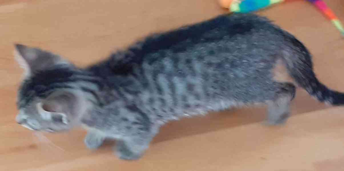 Mourovaný 2,5měsíční Pumy byl nalezený jako malinké - foto 7