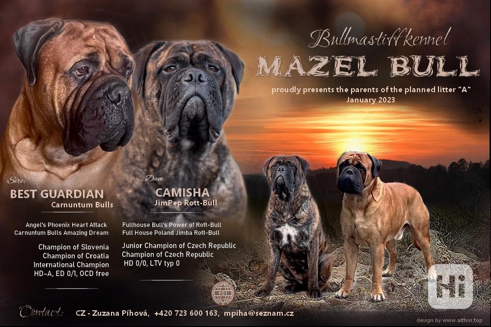 Bullmastif; Bulmastif; Bullmastiff; Bulmastiff; Mastif - foto 1