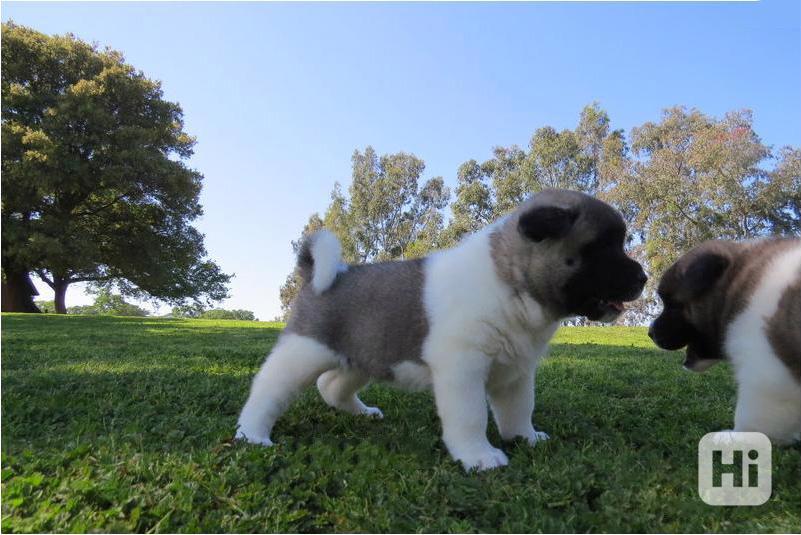 Roztomilá štěňata americké akity - foto 1