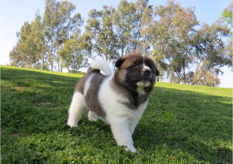 Roztomilá štěňata americké akity - foto 2