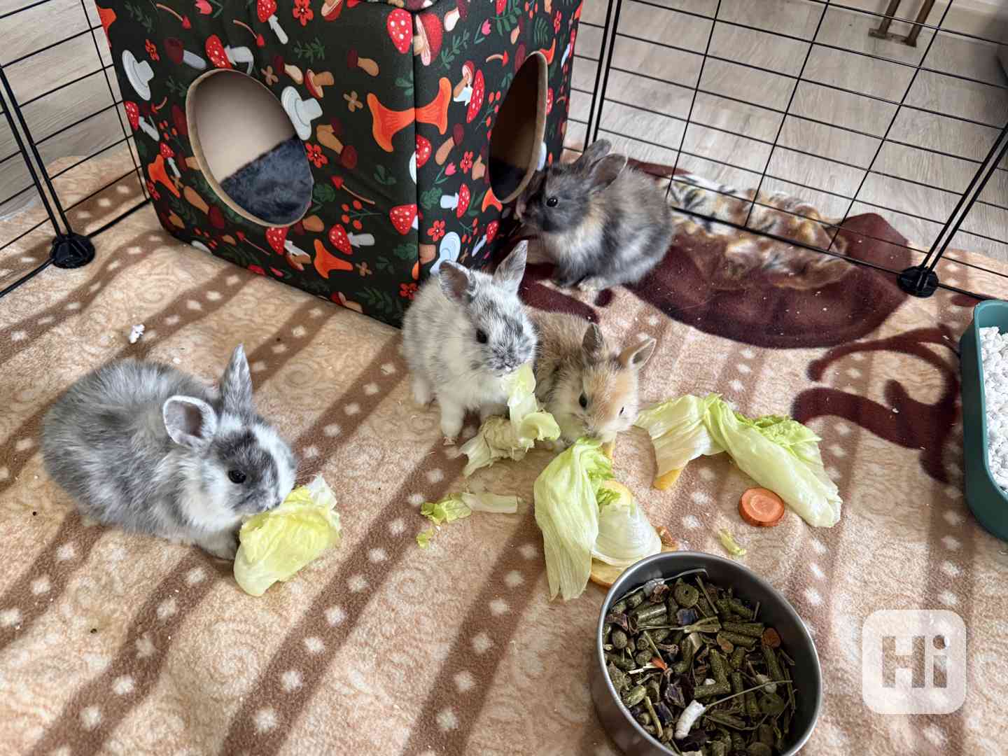 Prodám zakrslé králíčky - foto 1