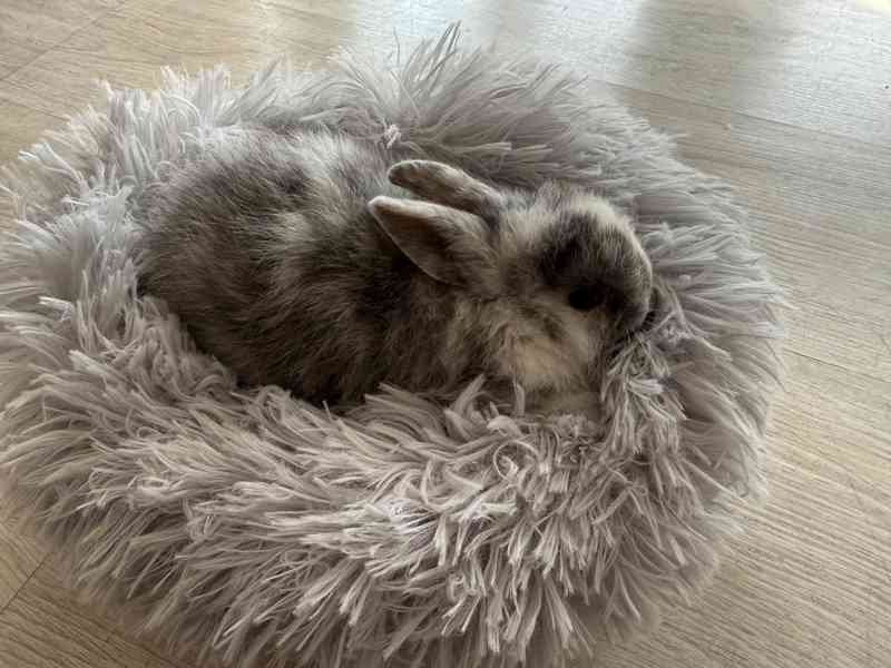 Prodám zakrslé králíčky - foto 2