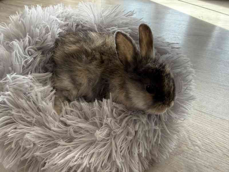 Prodám zakrslé králíčky - foto 5