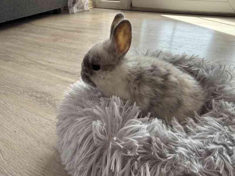 Prodám zakrslé králíčky - foto 9