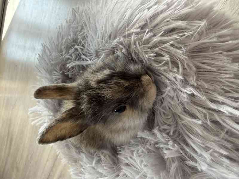 Prodám zakrslé králíčky - foto 6