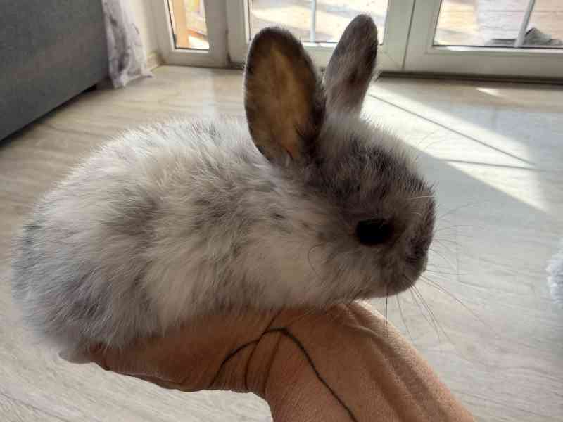 Prodám zakrslé králíčky - foto 10