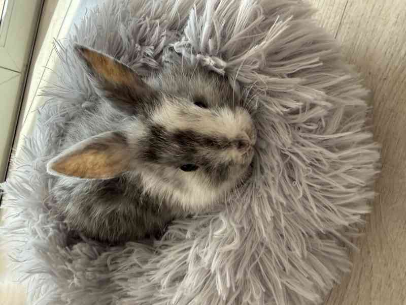 Prodám zakrslé králíčky - foto 3