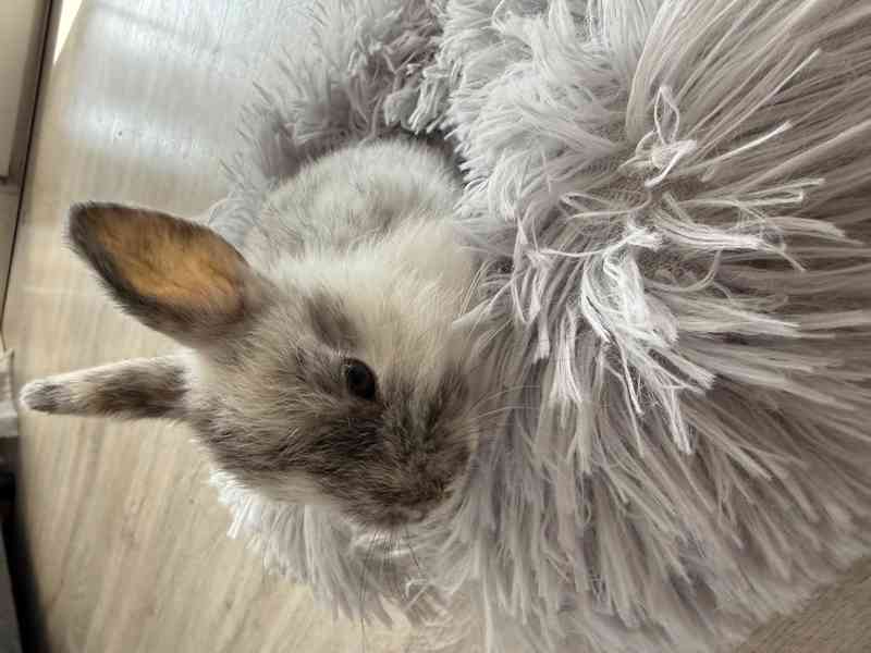 Prodám zakrslé králíčky - foto 8