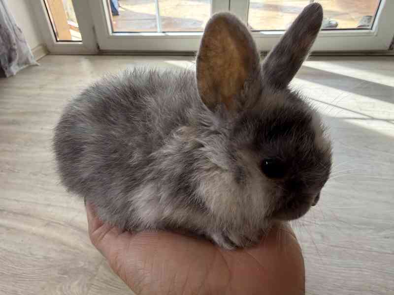 Prodám zakrslé králíčky - foto 4