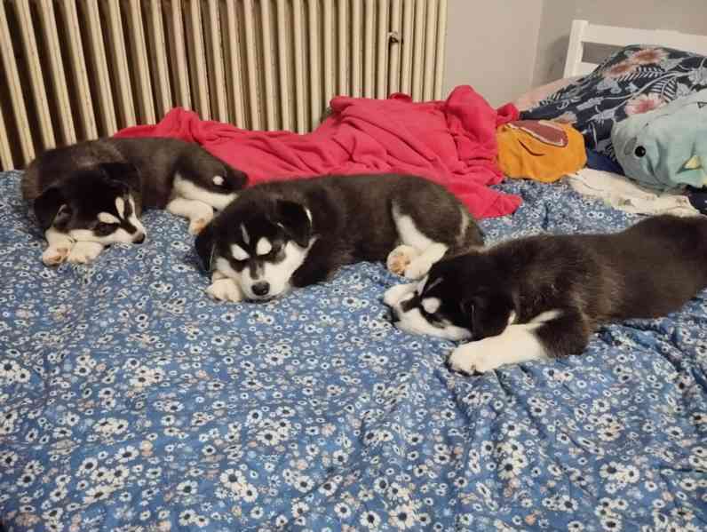 Štěně husky - fenka  - foto 7