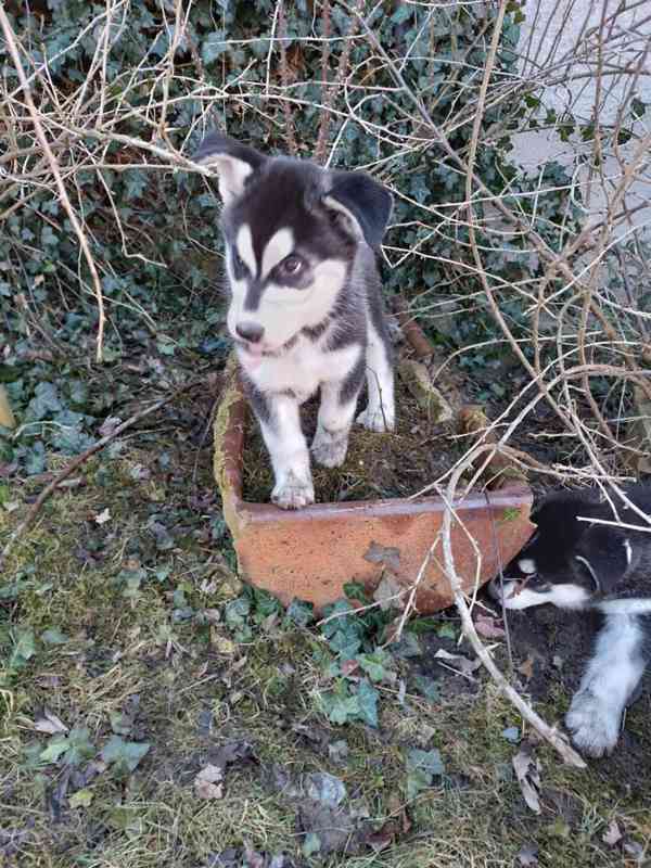 Štěně husky - fenka  - foto 8