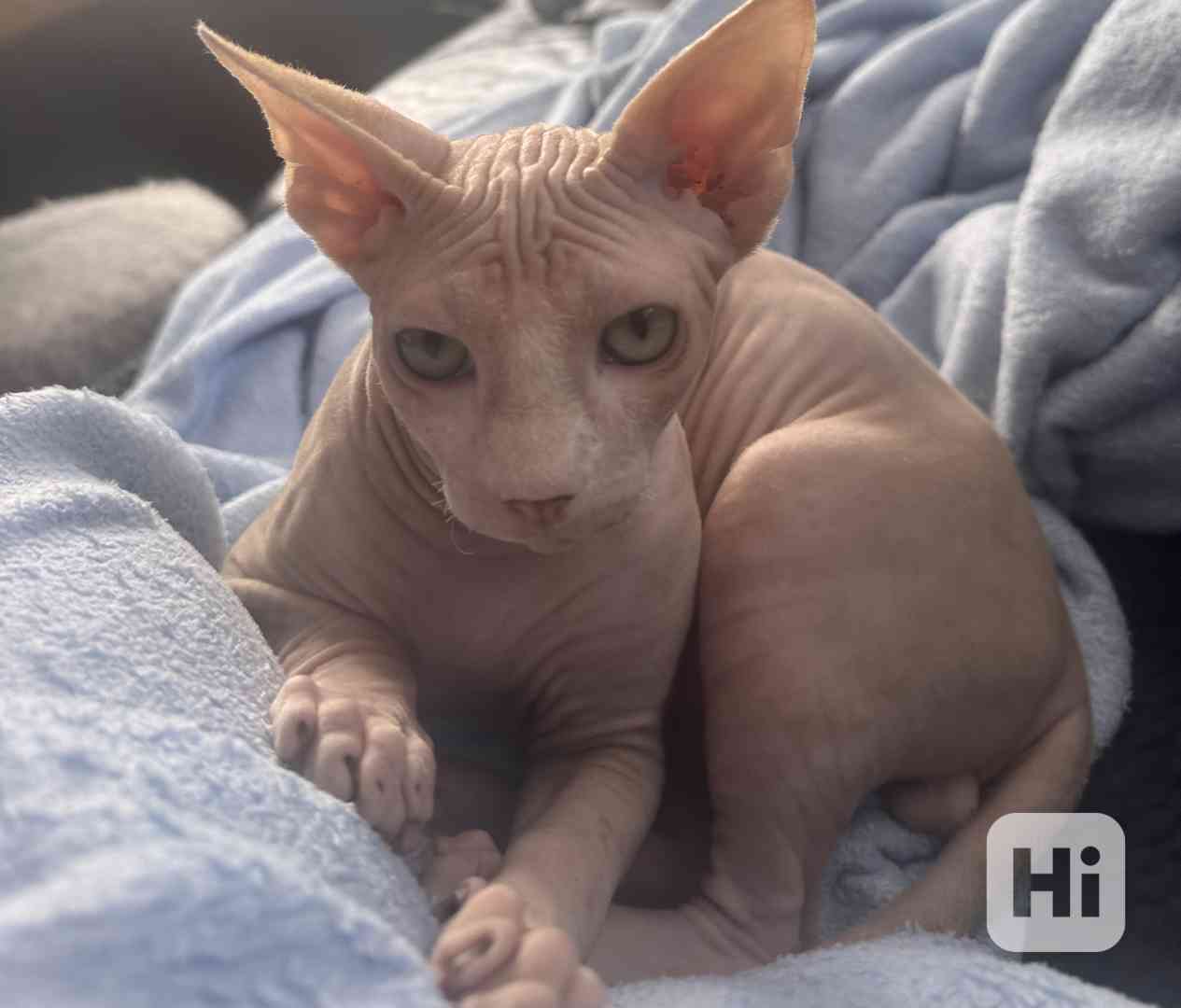 Kanadský sphynx s pp - foto 1