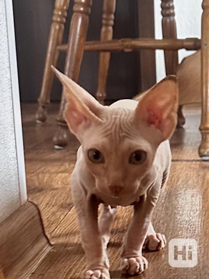 Kanadský sphynx s pp - foto 1