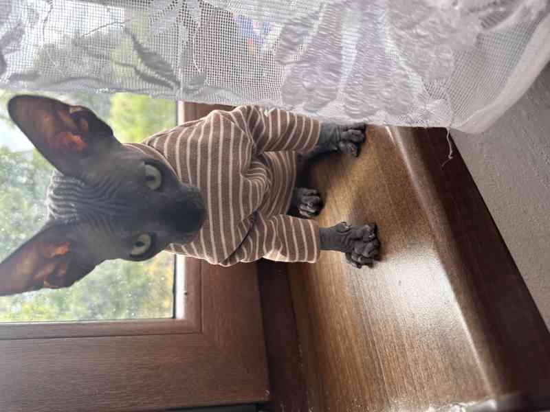 Kanadský sphynx s pp - foto 4