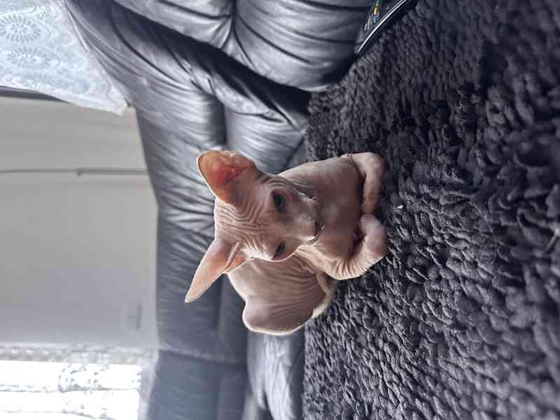 Kanadský sphynx s pp - foto 7