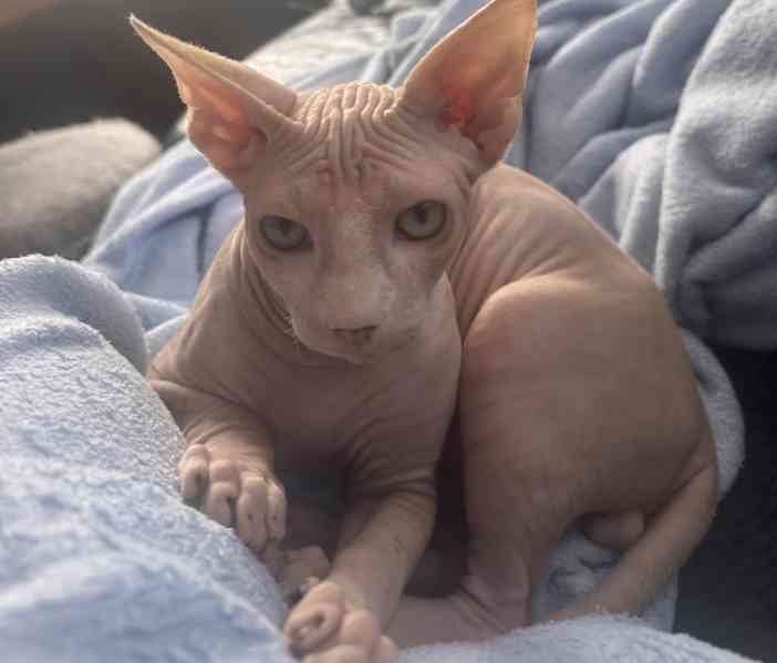 Kanadský sphynx s pp - foto 1