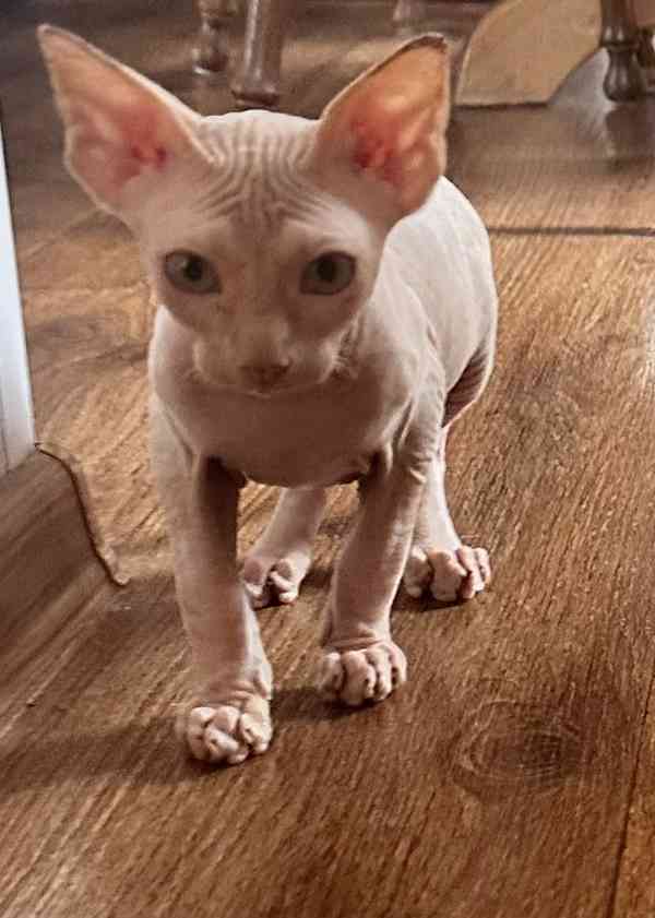 Kanadský sphynx s pp - foto 2