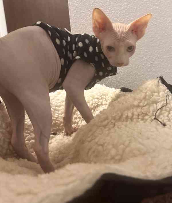 Kanadský sphynx s pp - foto 8