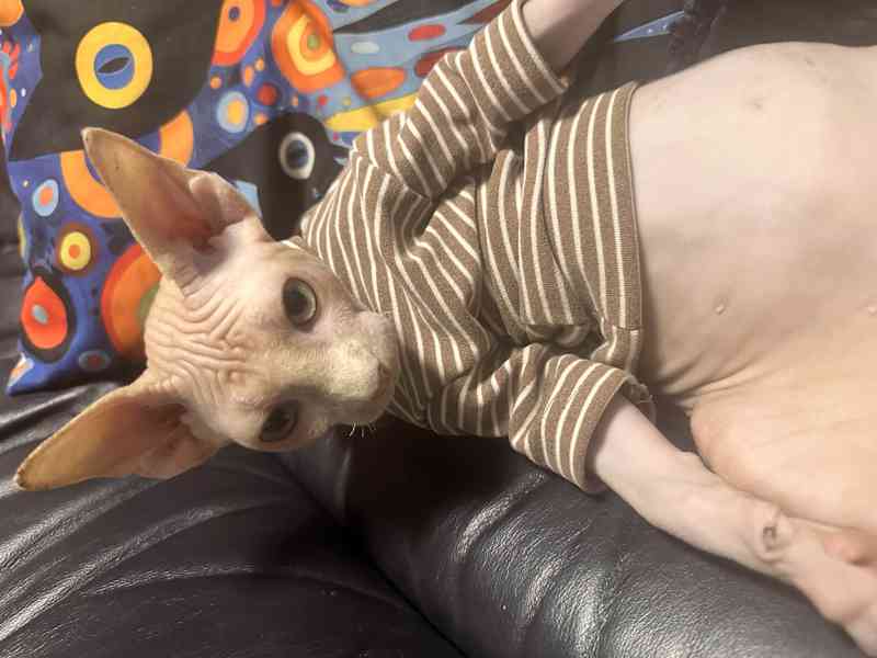 Kanadský sphynx s pp - foto 3