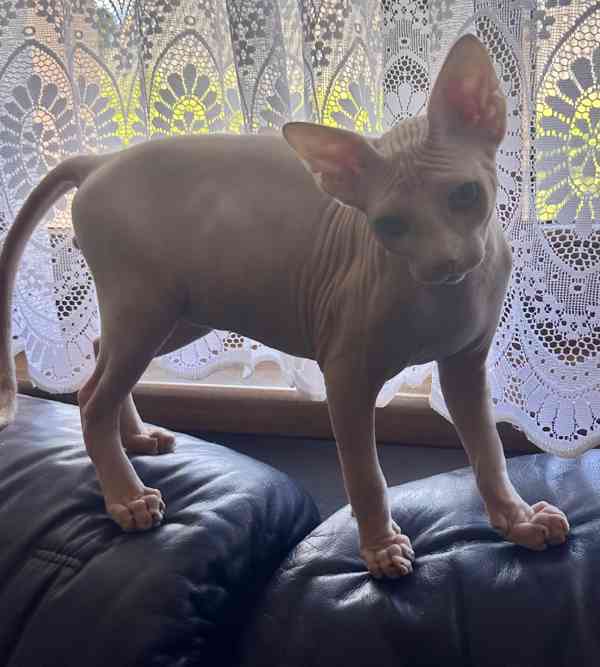 Kanadský sphynx s pp - foto 6