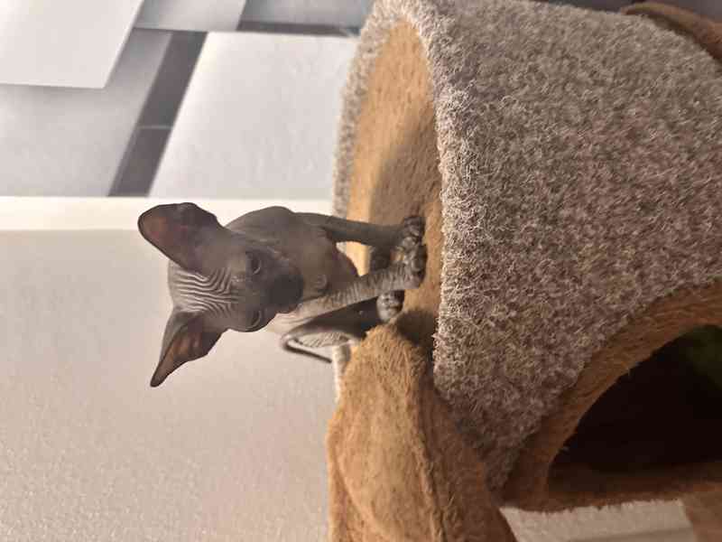 Kanadský sphynx s pp - foto 3