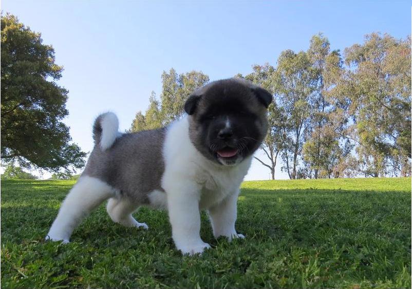 Americká akita bez pp - foto 1