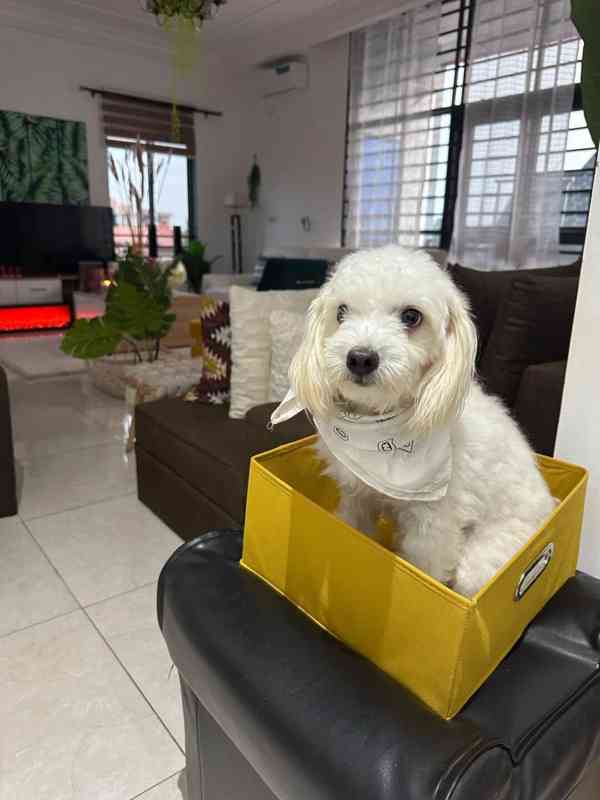 GOOD NEWS! New Havanese Puppies Are Here! - foto 3