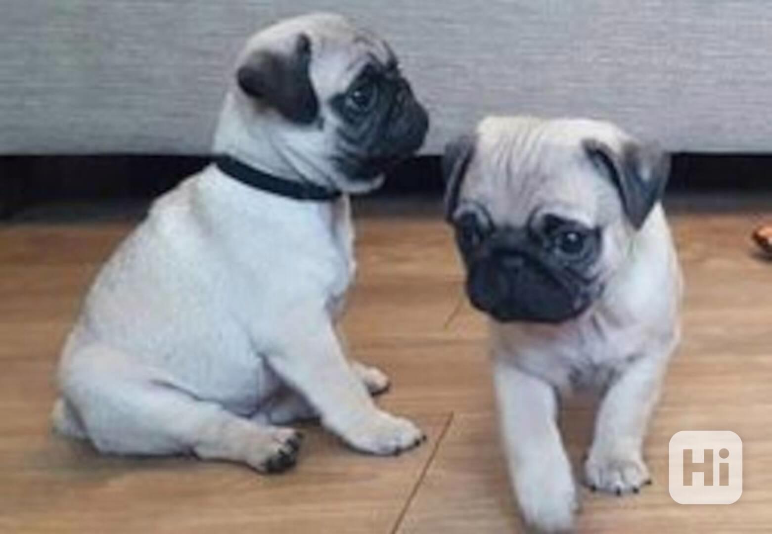 štěňata mopse k adopci - foto 1