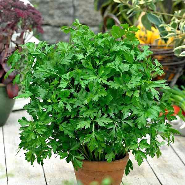 Petržel naťová Fest - semena