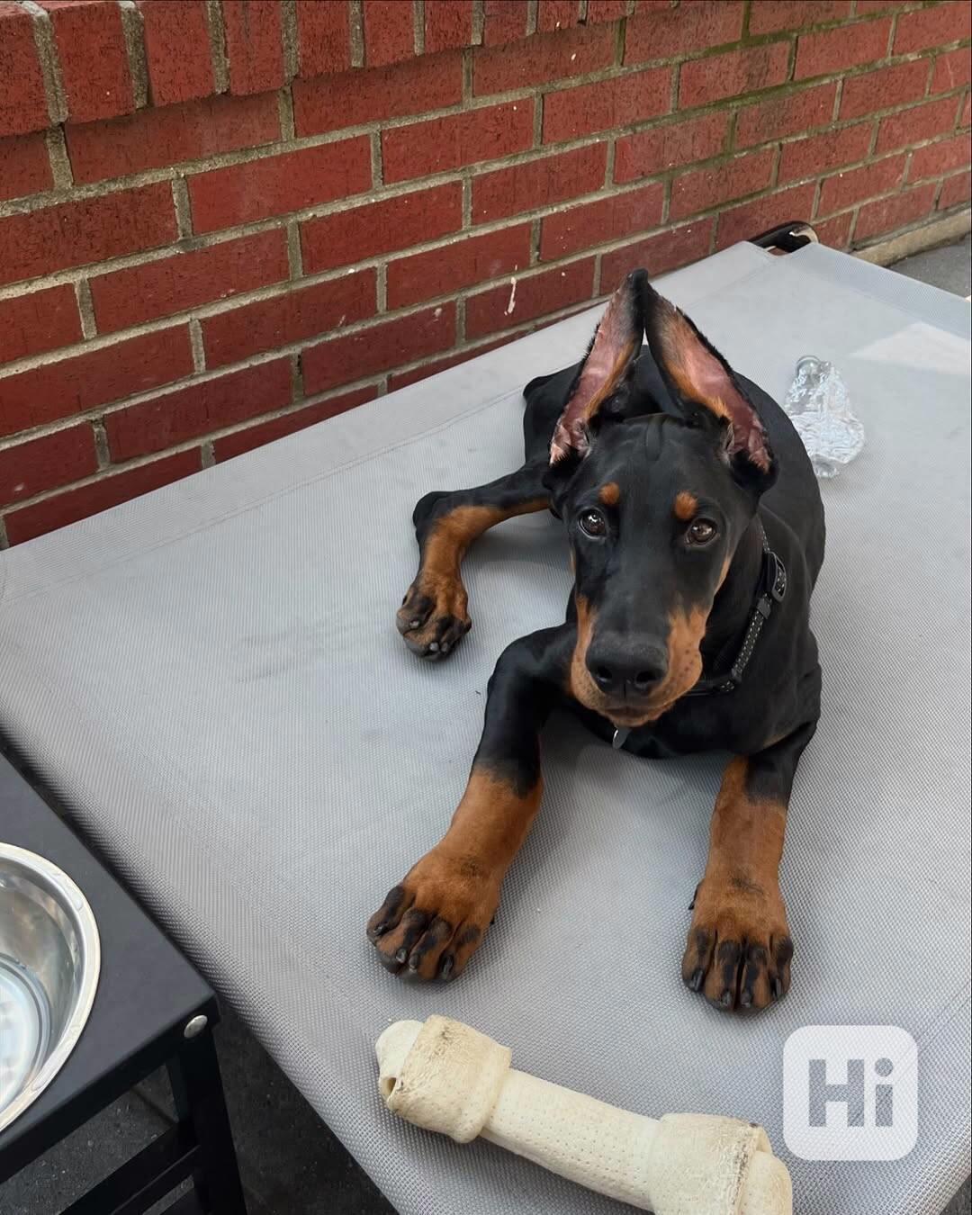 Štěně dobermana k ochraně. - foto 1