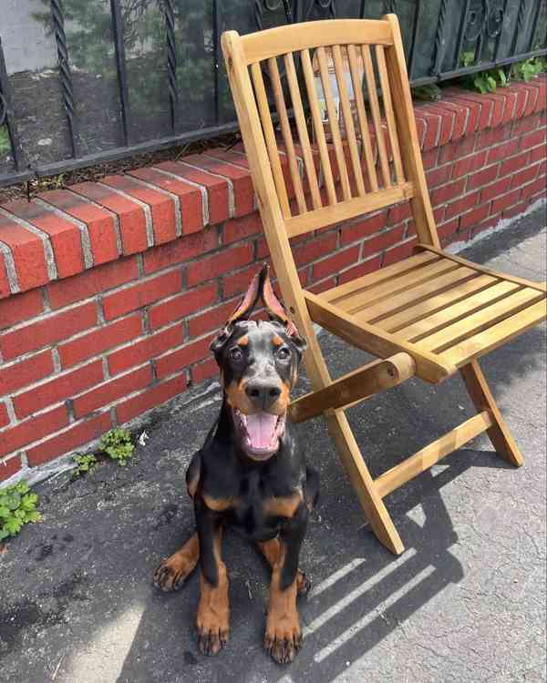 Štěně dobermana k ochraně. - foto 2