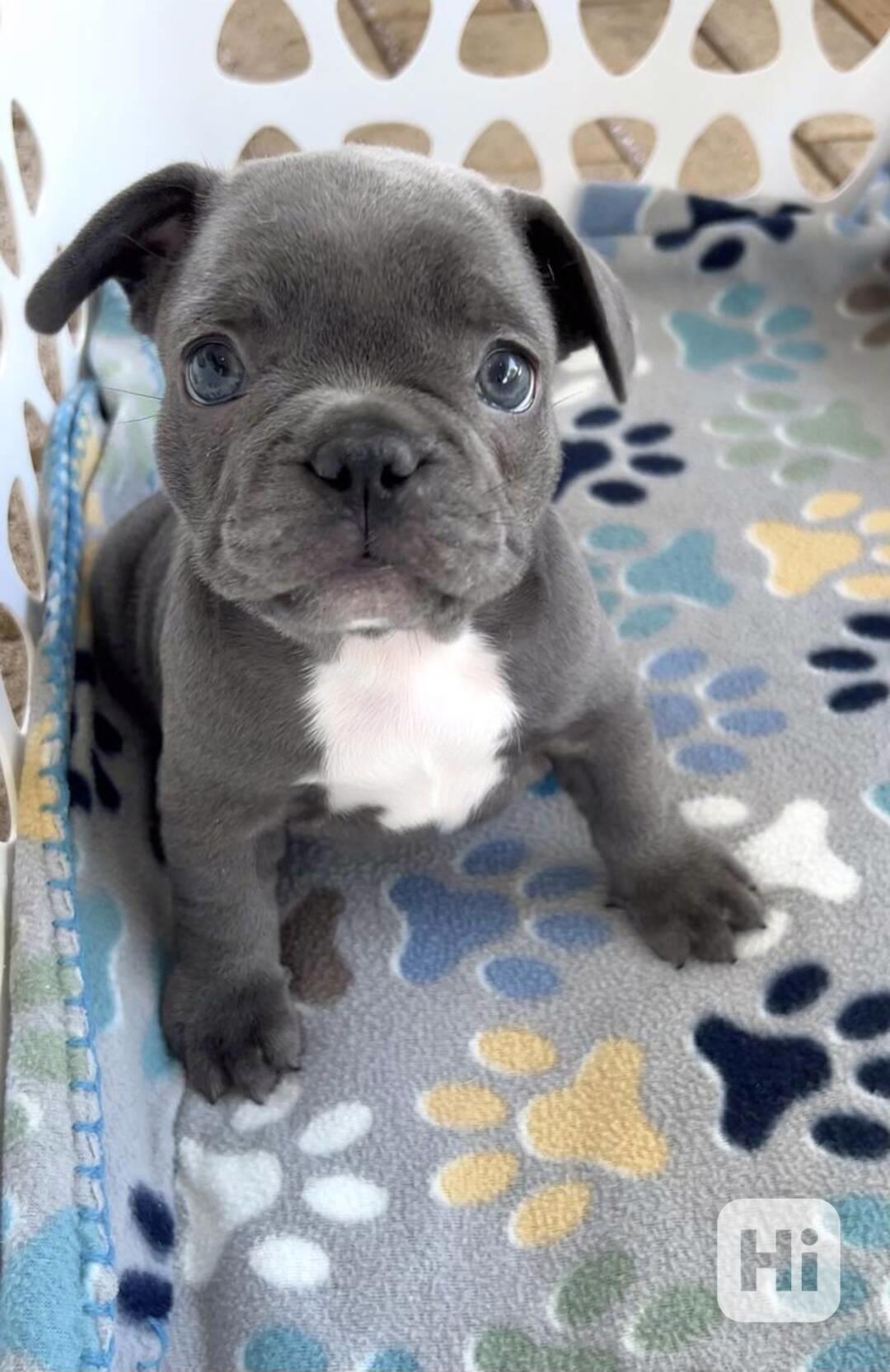 Francouzský buldoček  - foto 1