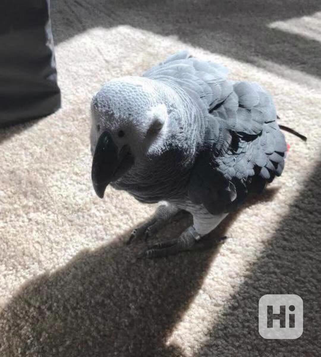 Prodám skvělé papoušky africké šedé - foto 1