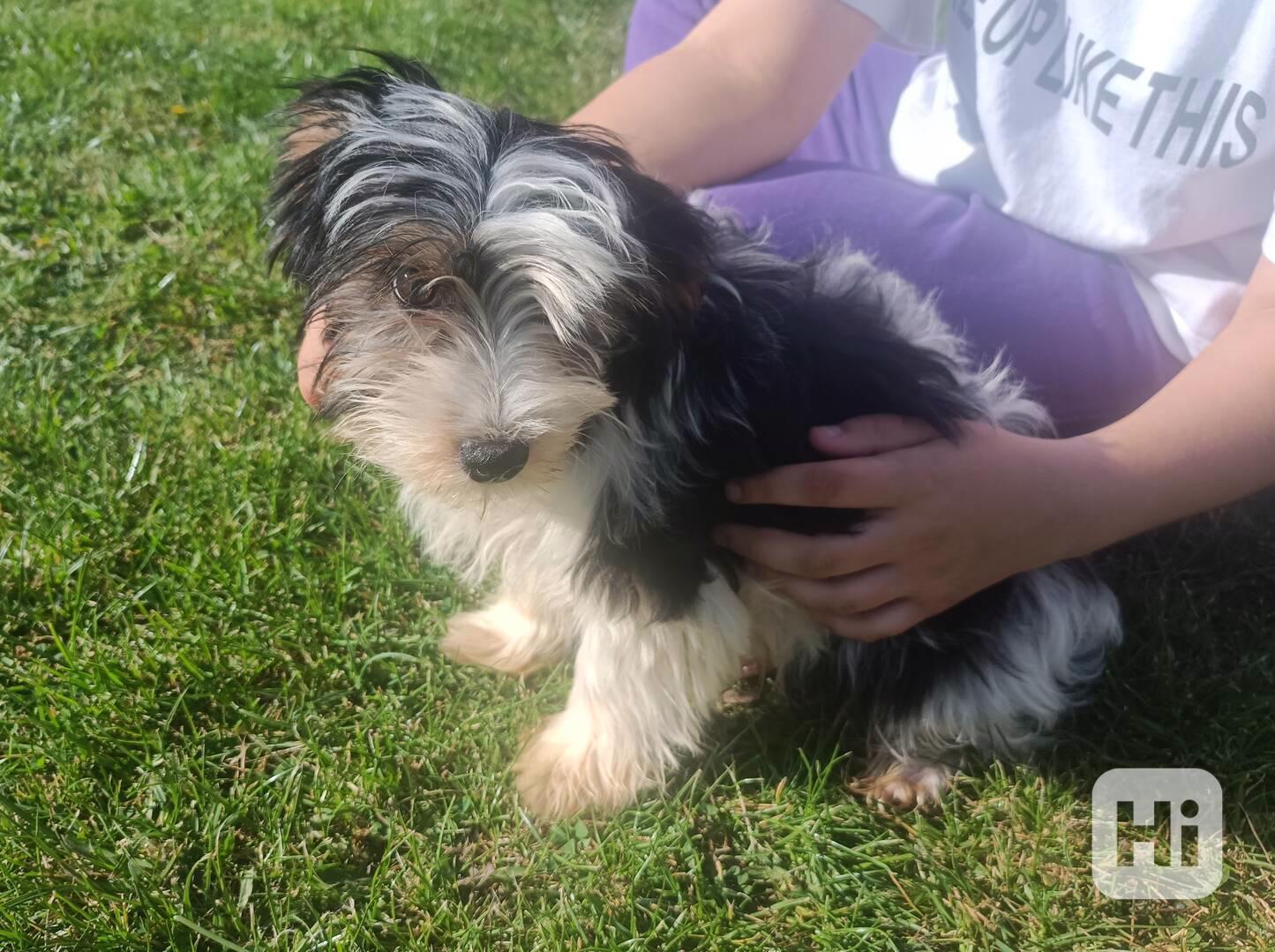 Biewer terier- pejsci /kluci/ bez pp - foto 1