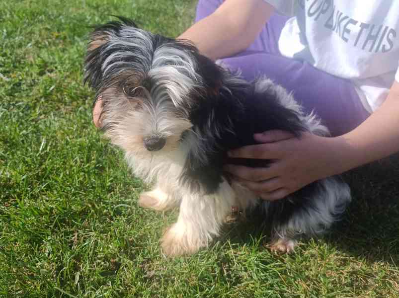 Biewer terier- pejsci /kluci/ bez pp - foto 1