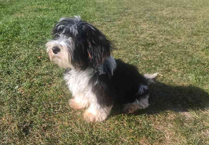 Biewer terier- pejsci /kluci/ bez pp - foto 2