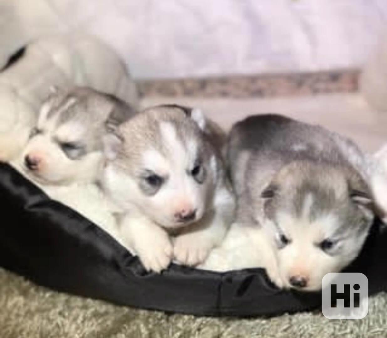 Sibiřský husky Štěňata - foto 1