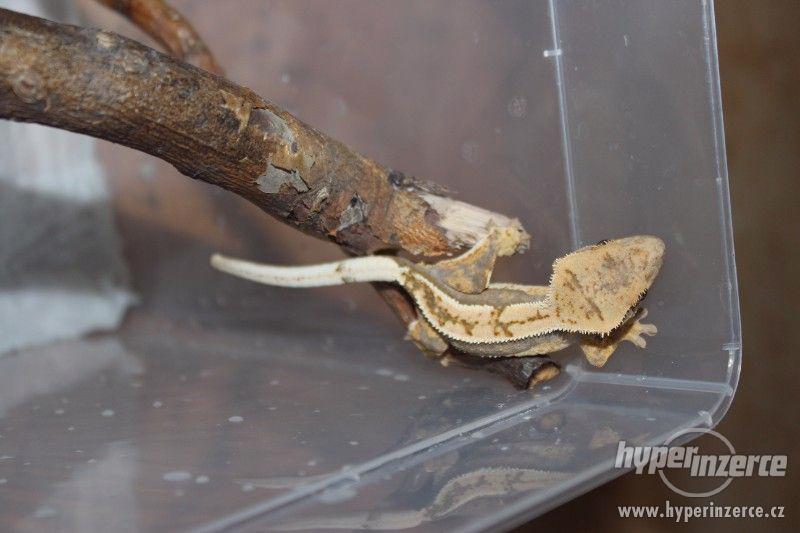 Samci pagekona řasnatého (Rhacodactylus ciliatus) - foto 4