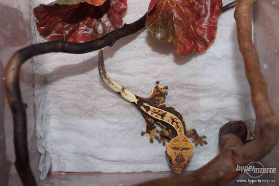 Samci pagekona řasnatého (Rhacodactylus ciliatus) - foto 5