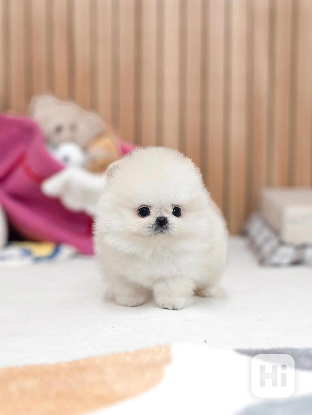 Nádherná štěňata mini pomeranianů – vychovaná s láskou - foto 1