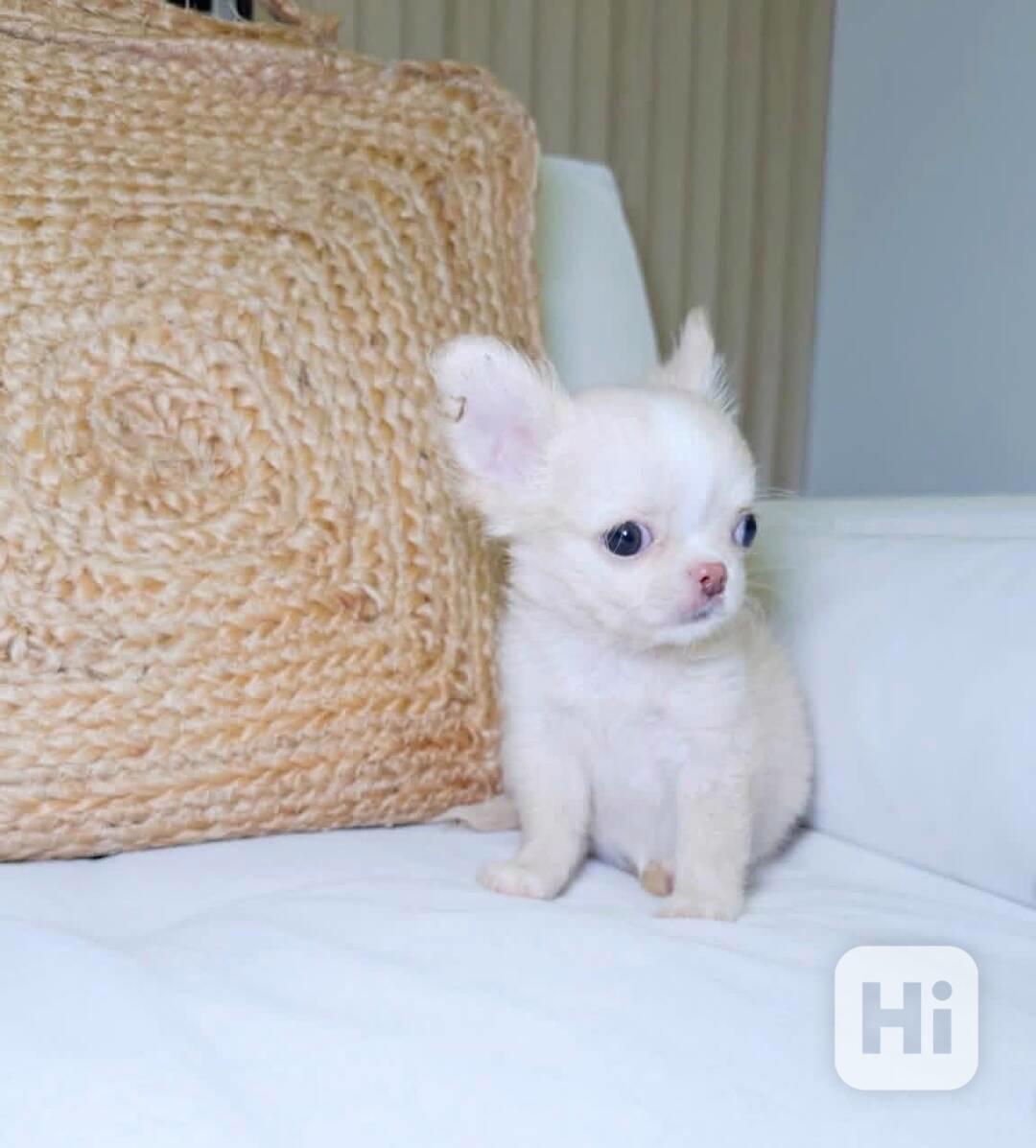 Štěňata čivavy - foto 1