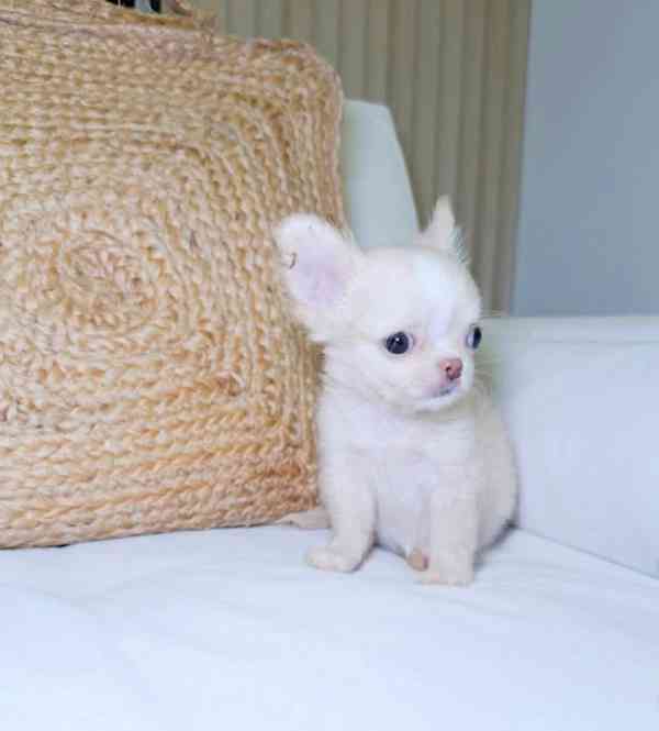 Štěňata čivavy - foto 1