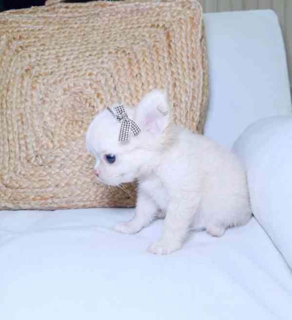 Štěňata čivavy - foto 2