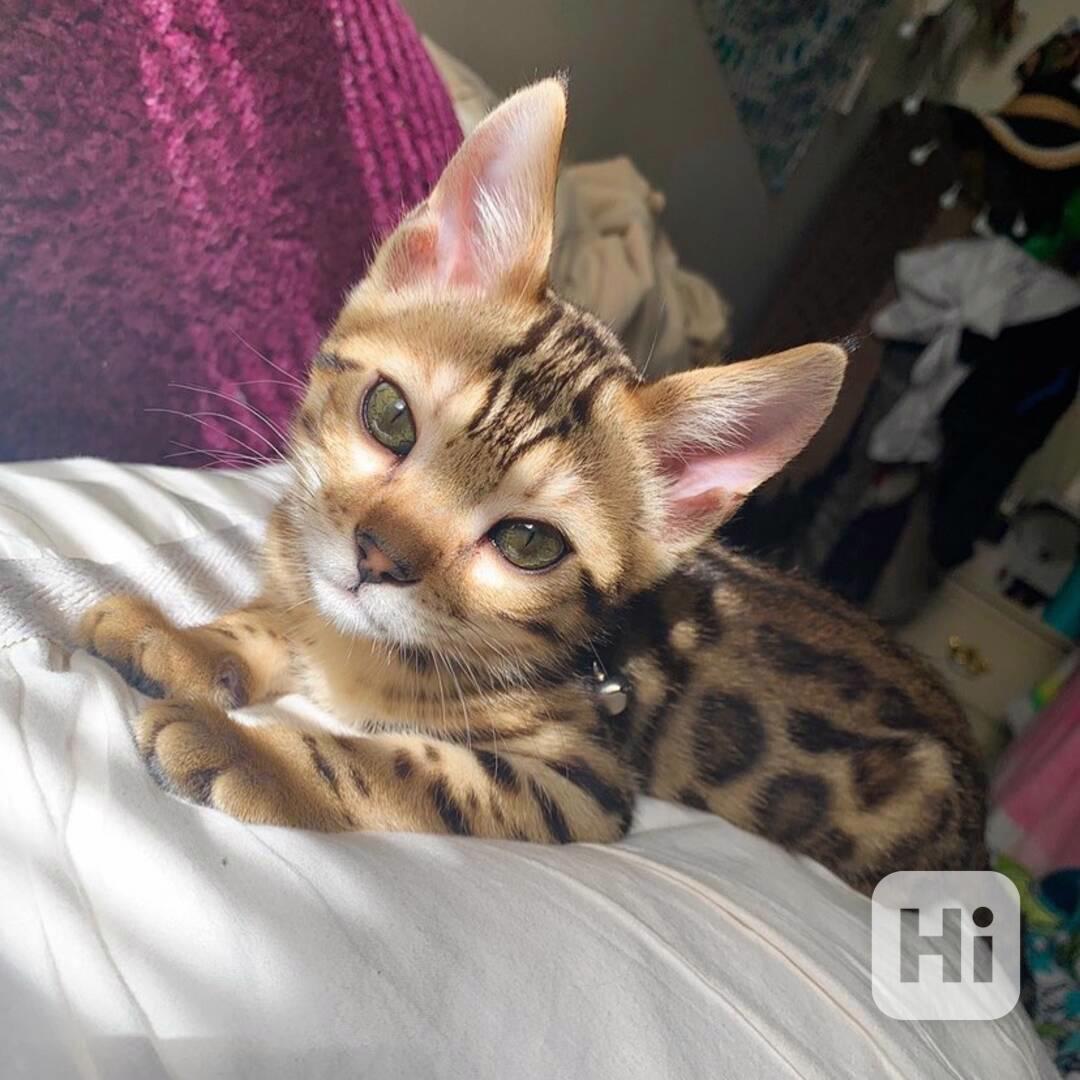 Bengálský kocourek - foto 1