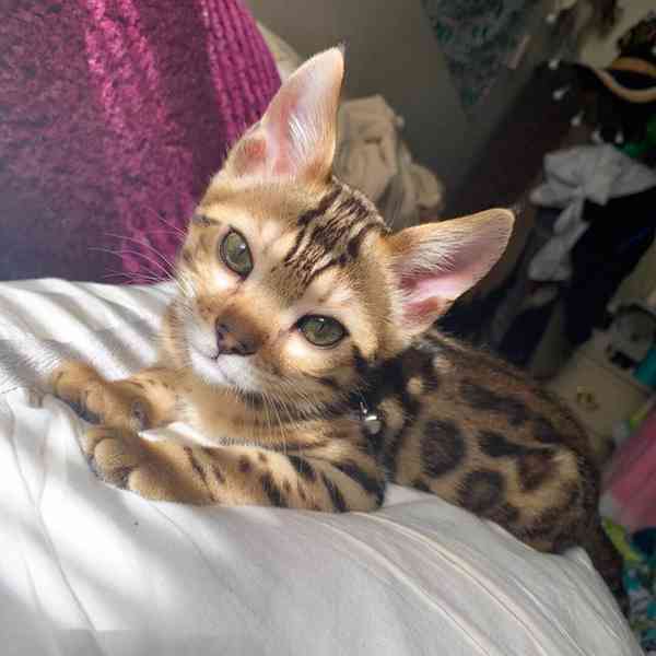 Bengálský kocourek - foto 1