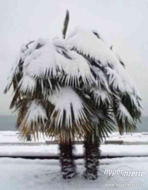 Palma Trachycarpus fortunei -naklíčená semena - foto 1