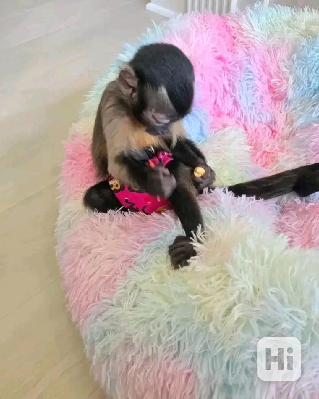  roztomilé úžasné kapucínské mládě - foto 1